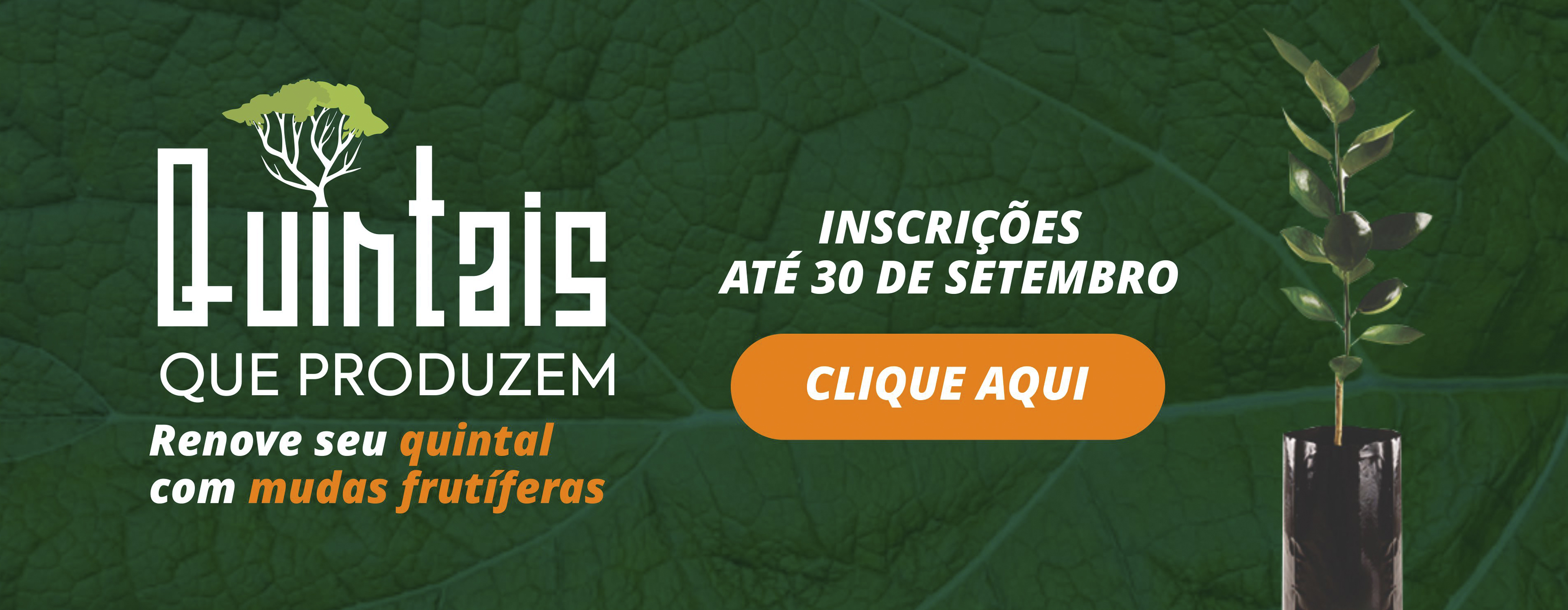 Quintais Que Produzem